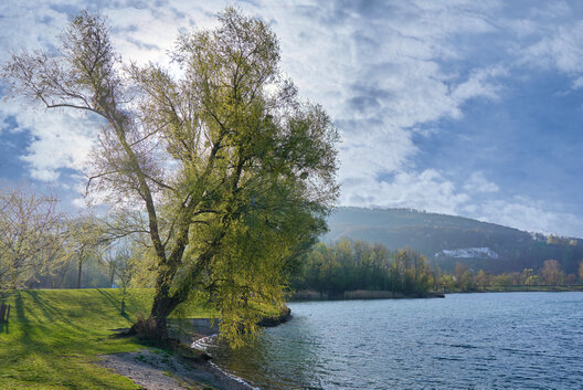 Idyllischer Morgen am Pleschingersee mit großem Baum am Ufer, ruhigem Wasser und bewaldetem Hügel im Hintergrund. Das Foto zeigt eine friedliche Szene am Pleschingersee in den frühen Morgenstunden. Im Vordergrund steht ein großer Baum mit grünen Blättern auf einer Wiese am Ufer. Das Wasser des Sees ist ruhig und spiegelt den blauen Himmel mit vereinzelten weißen Wolken wider. Im Hintergrund erhebt sich ein mit Bäumen bewachsener Hügel, der Tiefe und natürliche Schönheit verleiht. Die Stimmung ist ruhig und erholsam – ein klassisches Beispiel für landschaftliche Idylle.